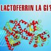 lactoferrin là gì?