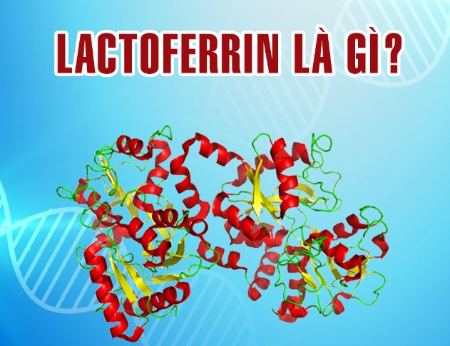 lactoferrin là gì?