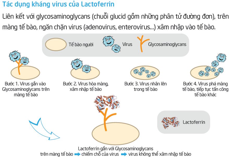 lactoferrin là gì