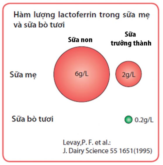 Lactoferrin là gì?