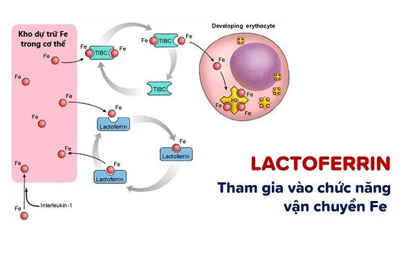 lactoferrin la gì?